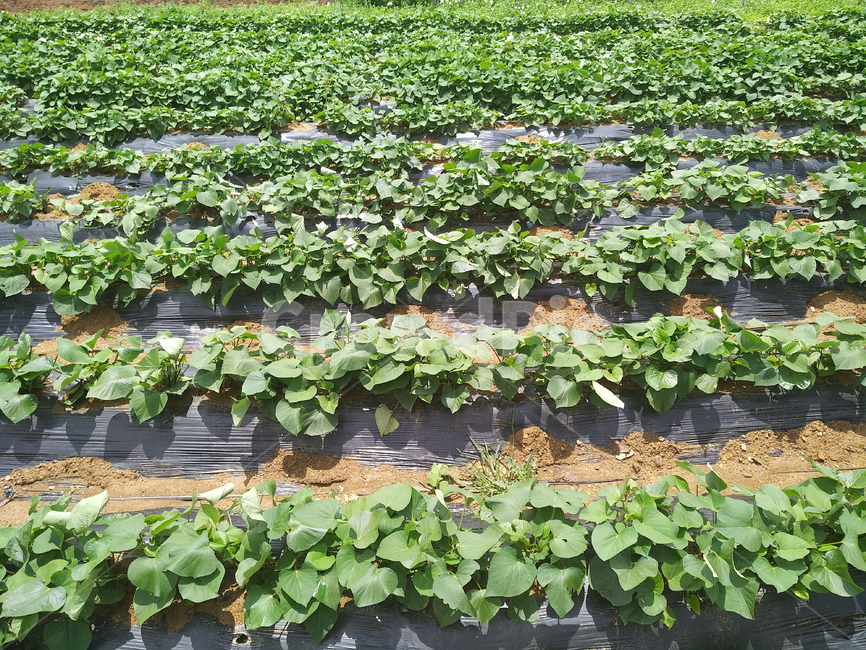 sweet potato,Sweet potato farming,Sweet Potato Harvest,sweet potato field,crops