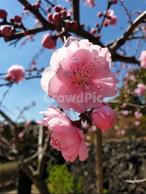 plant,식물,blossom,flower,꽃,식물,자연,plants,nature,꽃,flower