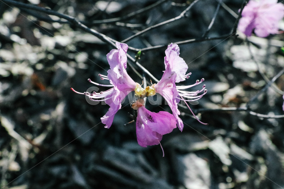 pollen,plant,식물,화분,진달래,blossom,봄,계절,spring,season,식물,자연,plants,nature,꽃,flower