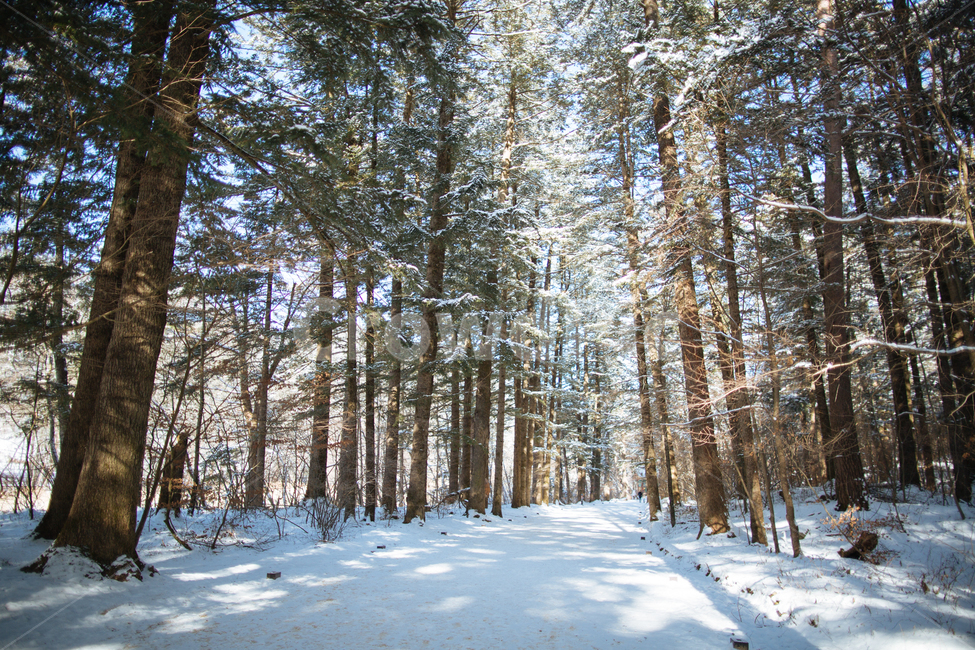 겨울,눈,스냅,감성,풍경,겨울,계절,winter,season,자연,풍경,nature,landscape,식물,plants,나무,trees,wood,휴식,힐링,rest,relaxation,healing,tree,plant