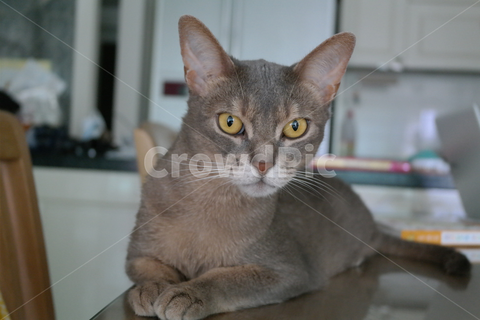 고양이,아비시니안,동물,냥이,반려동물,집고양이,아기,집사,시선