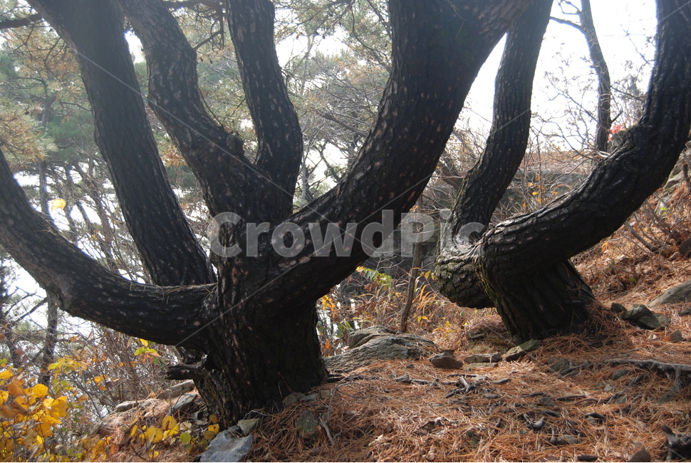 회문산,가을,나무,휴양림,공원,식물,자연,plants,nature,나무,trees,wood