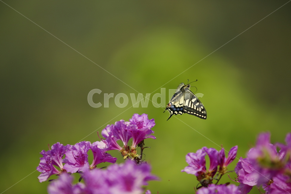나비,철쭉,꽃,봄,호랑나비,식물,자연,plants,nature,꽃,flower,동물,animal,곤충,벌레,insect,bug