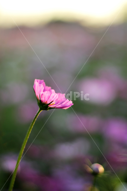 plant,식물,blossom,flower,꽃,코스모스,cosmos,가을,계절,fall,autumn,season,식물,자연,plants,nature,꽃,flower