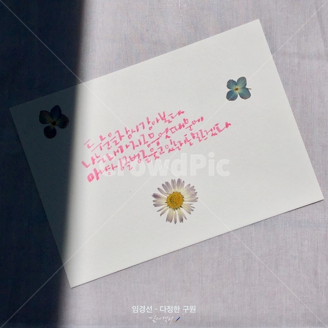 사랑,사랑글귀,장미,캘리그라피,사랑고백