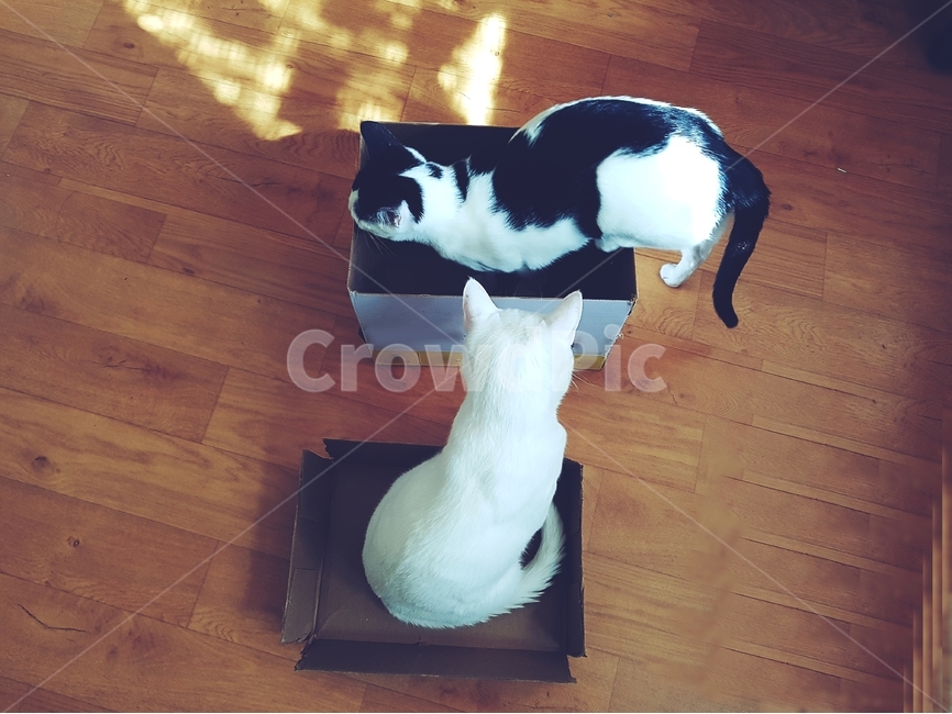 고양이,애묘,반려동물,힌고양이,박스,놀이,장난감,cat,애묘인,애묘가,고양이습성,동물,animal,포유류,mammal,고양이,cat,kitten,kitty
