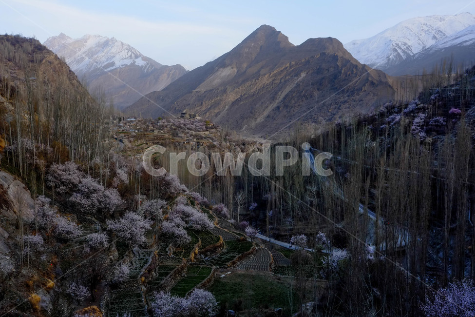 파키스탄,히말라야,훈자,자연,풍경,설산,hunza,계곡,협곡,산,파키스탄훈자,훈자마을,봄,꽃,절벽,자연,풍경,nature,landscape,해외,외국,세계,foreign,oversea,world,세계자연풍경,해외자연풍경,외국자연풍경,world nature landscape,plant,식물,outdoors,옥외,mountain,mountain range,산맥