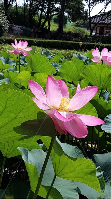 연꽃,자연,풍경,피어나다,꽃,분홍색,봄,alotusflower,nature,scenery,Cometolife,flower,pink,spring,식물,자연,plants,nature,꽃,flower