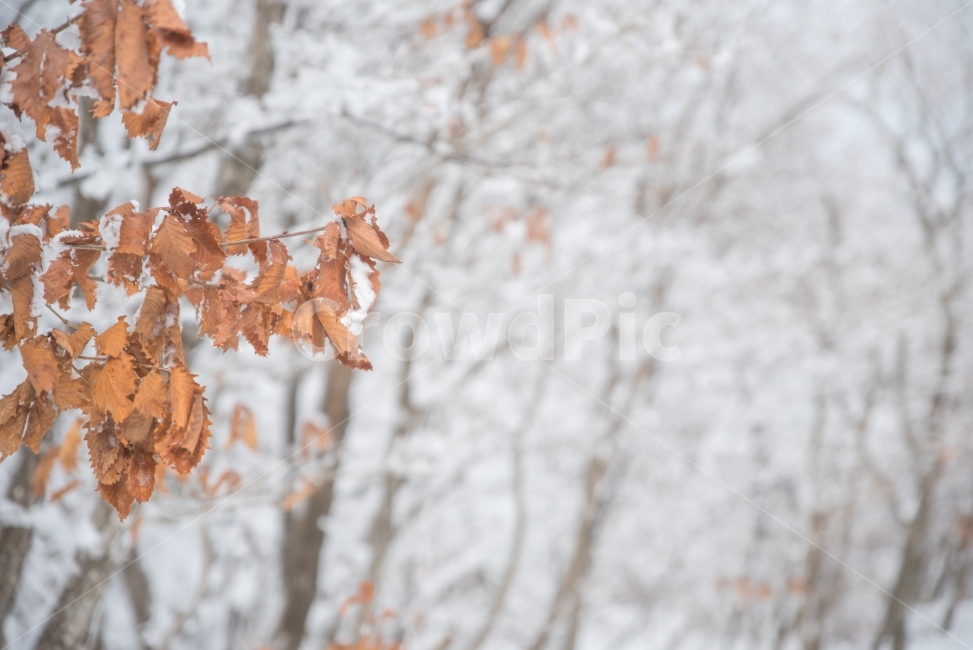 눈,눈꽃,겨울,겨울풍경,자연,한라산,제주도,겨울,계절,winter,season,식물,자연,plants,nature