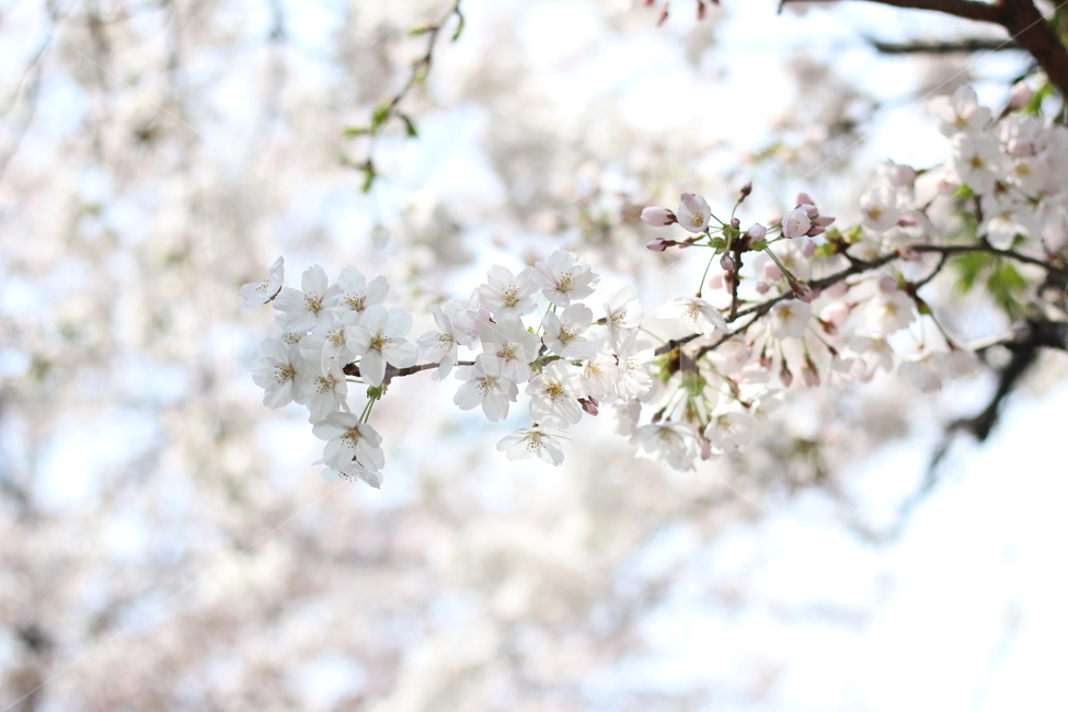 밝은,봄,벚꽃,나무,흰색,식물,자연,plants,nature,꽃,flower