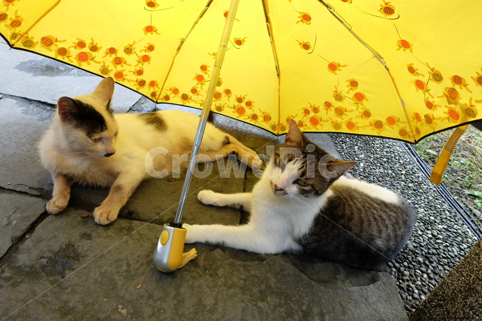 고양이,고양이한쌍,우산,노란색,고양이들