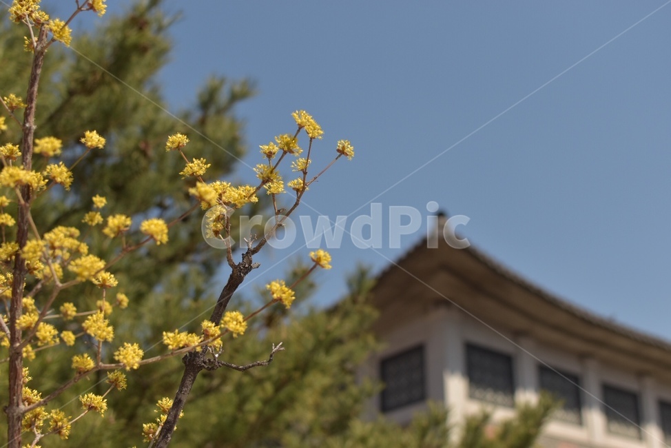 plant,식물,봄,spring,꽃나무,나무,tree