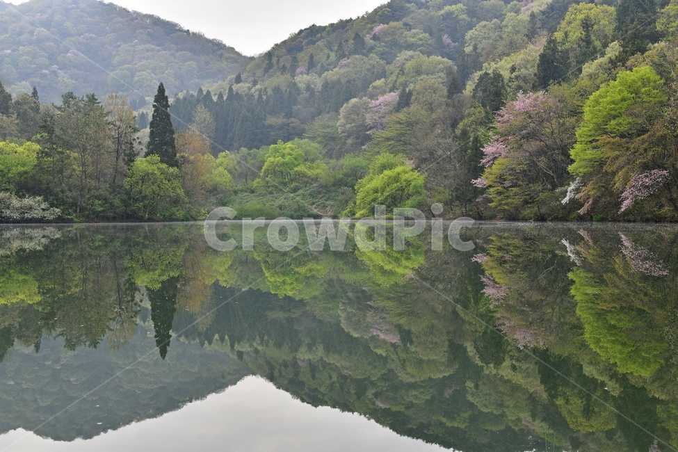 전남,나주,세량지,세량지봄,벚꽃,봄,계절,물안개,반영,scenery,풍경,outdoors,옥외,nature,자연,landscape,경치