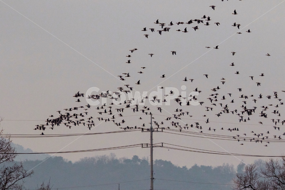 철새,오리,먹이사냥,철원,주남,겨울,눈,동물,animal,조류,새,birds