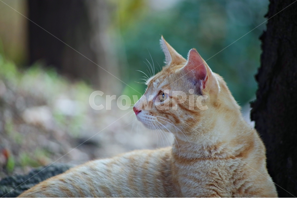 고양이,길냥이,cat,pet,애완동물,자연,배경,눈빛,대비,치즈,노란색,태비,yellow,tabby,tabbycat,streetcat,동물,animal,포유류,mammal,고양이,cat,kitten,kitty