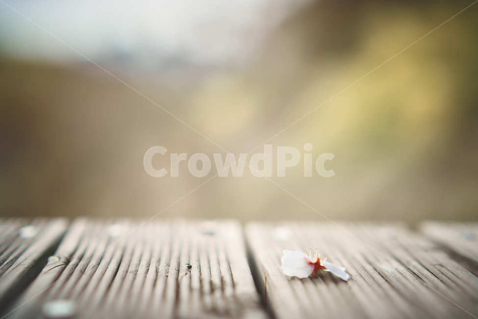 봄정취,봄꽃,봄내음,벚꽃,낙화,꽃,flower