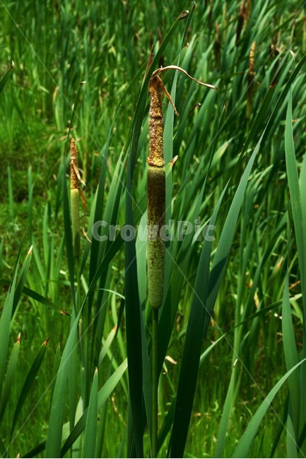 부들,부들과,여러해살이풀,수생식물,야생초,관상식물,식물,자연,plants,nature