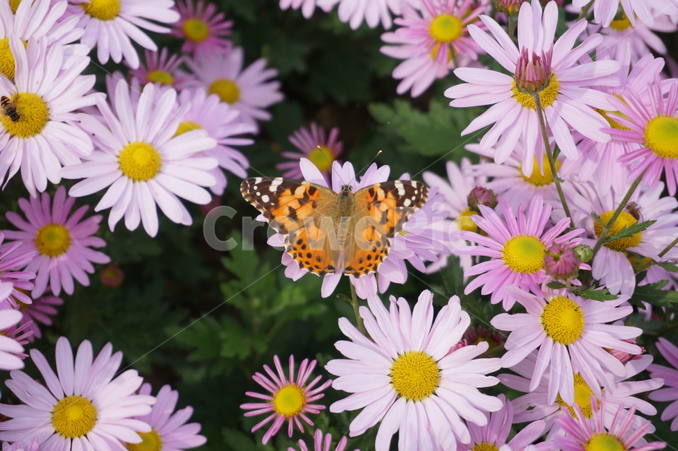 꽃,flower,나비,butterfly,가을,autumn,식물,plant,식물,자연,plants,nature,꽃,flower,곤충,벌레,insect,bug