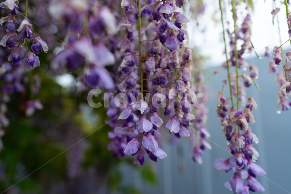 등나무꽃,보라색,풀,자연,등꽃,flower,식물,자연,plants,nature,꽃,flower