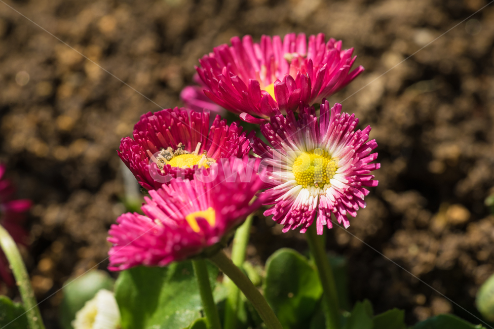 봄,꽃,데이지,자연,풍경,접사,spring,flower,nature,beauty,봄,계절,spring,season,식물,자연,plants,nature,꽃,flower,plant