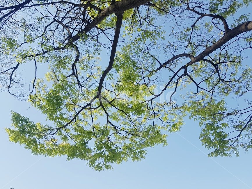 나무,하늘,하늘배경,나무배경,하늘색,파랑색,초록색,나무,trees,wood