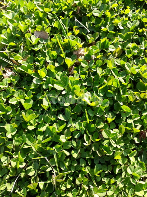 plant,식물,클로버,clover,배경