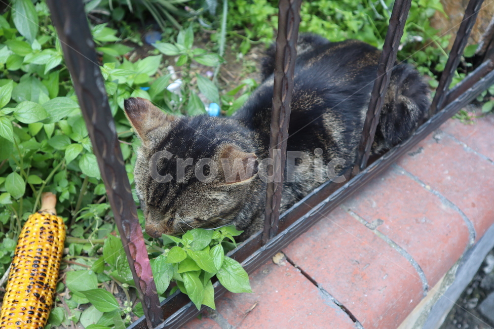 고양이,길고양이,낮잠,nap,cat,kitten,street,동물,animal,포유류,mammal,고양이,cat,kitten,kitty