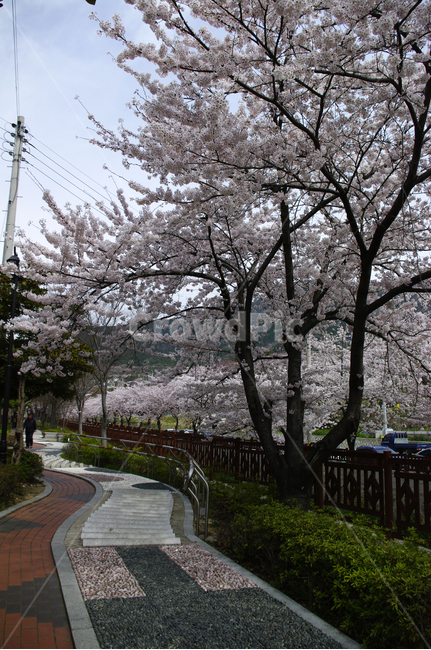 나무,식물,꽃,봄,벚꽃나무,풍경,봄,계절,spring,season,plant,flower,blossom,cherry blossom,벚꽃