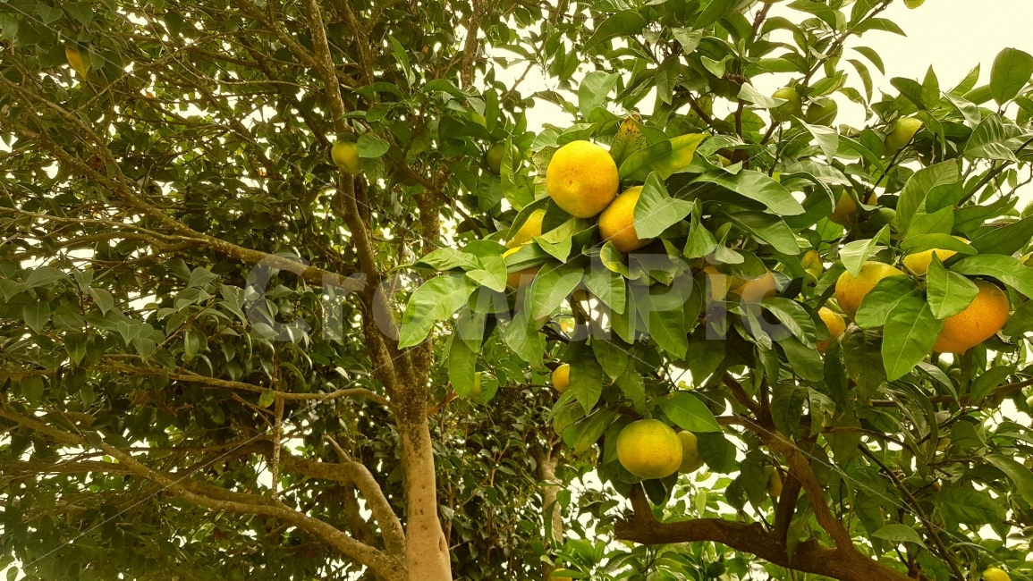 귤,제주귤,제주감귤,천혜향,한라봉,노지귤,식물,자연,plants,nature,나무,trees,wood,과일,열매,fruit