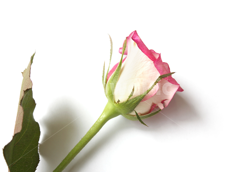 꽃,장미,장미꽃,핑크,생화,rose,flower,pink,신선한,green,leaf,leaves,녹색,그린,잎,나뭇잎,장미잎,탑앵글,식물,사랑,로맨스,love,romantic,식물,자연,plants,nature,꽃,flower,기념일,축하,anniversary,congratulation,celebrate,celebration,누끼,remove background