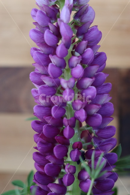 plant,식물,꽃,flower,감성