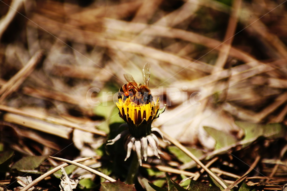 민들레,야생화,들꽃,허니,꿀벌,벌,honey,식물,자연,plants,nature,꽃,flower,동물,animal,곤충,벌레,insect,bug