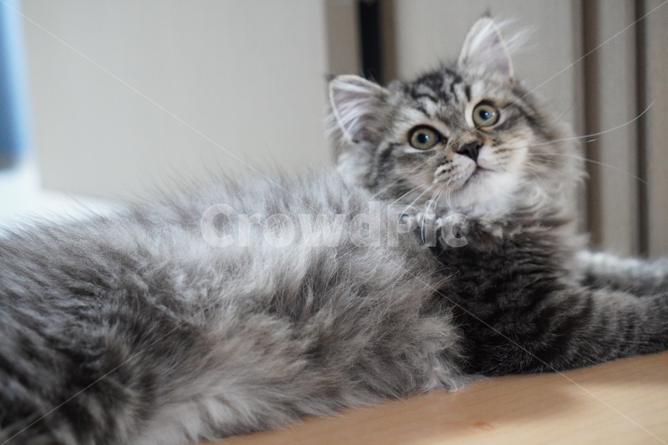 고양이,귀여운고양이,어린고양이,페르시안고양이,냥이,야옹이,반려묘,cat,cutecat,동물,animal,포유류,mammal,고양이,cat,kitten,kitty