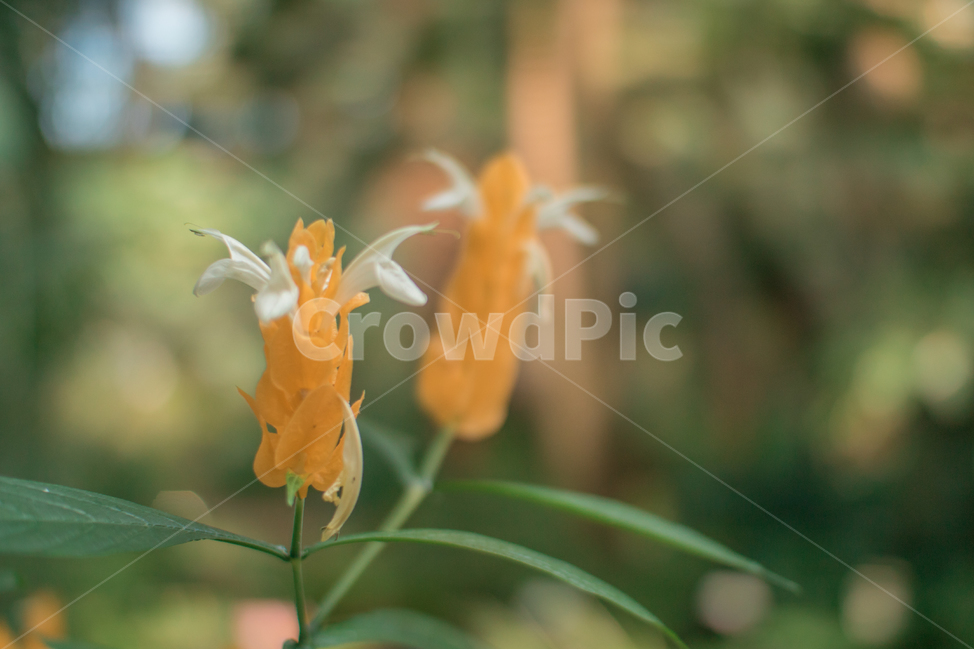 꽃,클로즈업,식물,독일,노란꽃,식물,자연,plants,nature,꽃,flower