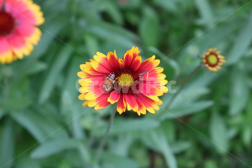 꽃,식물,벌,곤충,노랑,주황,초록,자연,flower,plants,bee,insect,yellow,orange,green,nature,hana,shokubutsu,hachi,konchuu,kiiro,orenziiro,midori,식물,자연,plants,nature,꽃,flower,동물,animal,곤충,벌레,insect,bug
