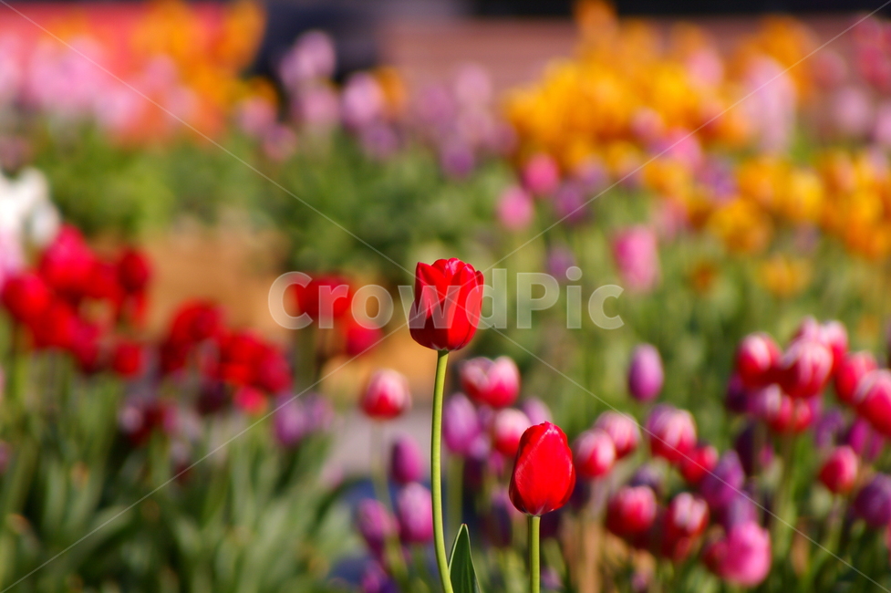 꽃,식물,blossom,flower,plant,튤립,식물,자연,plants,nature,꽃,flower