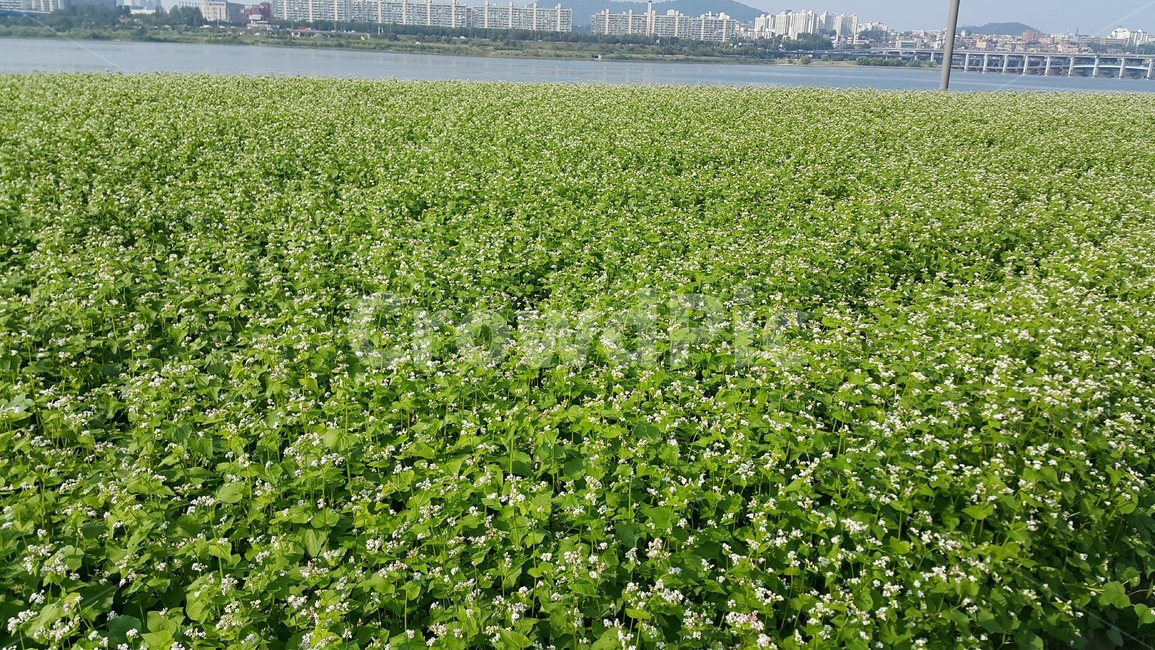 자연,바다,하늘,자연관경,구름,나무,자연,풍경,nature,landscape,field,들,outdoors,옥외,grassland,목초지