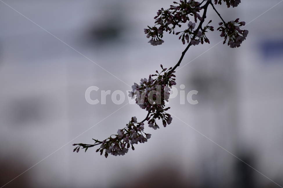 봄,꽃,벚꽃,자연,나무,봄,계절,spring,season,식물,자연,plants,nature,꽃,flower,plant