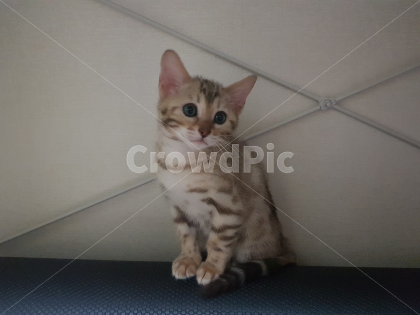 반려묘,집고양이,아기고양이,뱅갈,cat