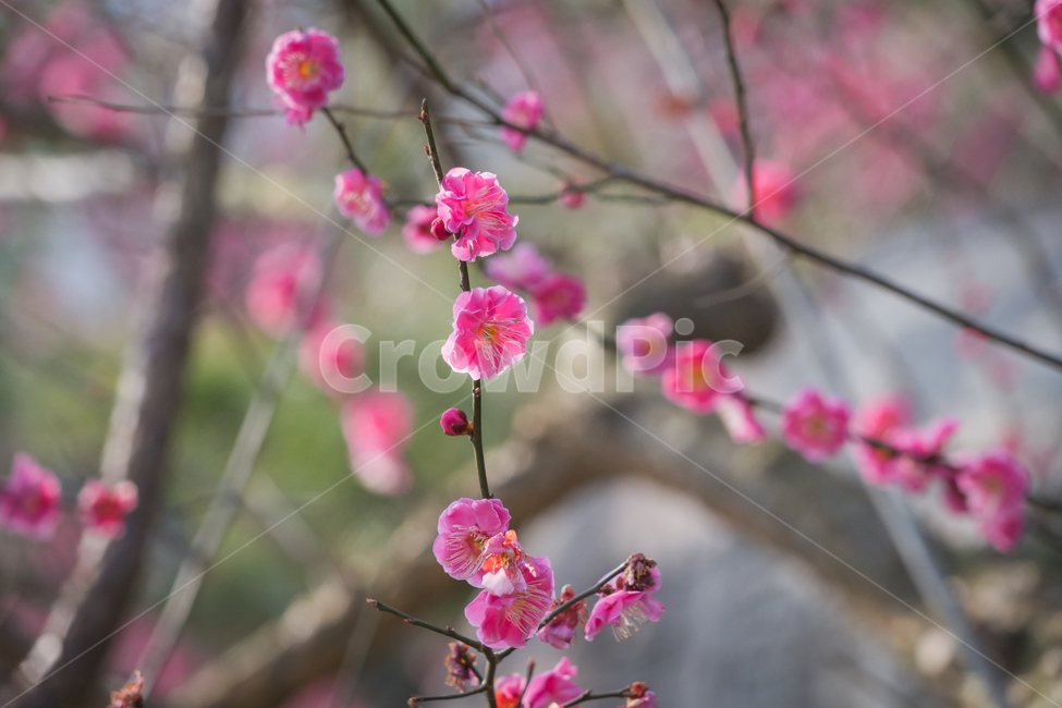 매화,홍매화,봄,꽃,자연,햇살,나무,하늘,봄,계절,spring,season,식물,자연,plants,nature,꽃,flower,plant,blossom