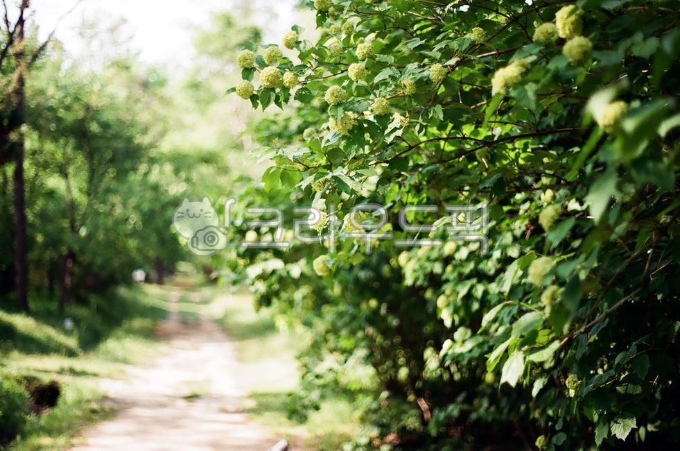 경북,경주,경주시,필름,불두화,꽃,경북산림환경연구원