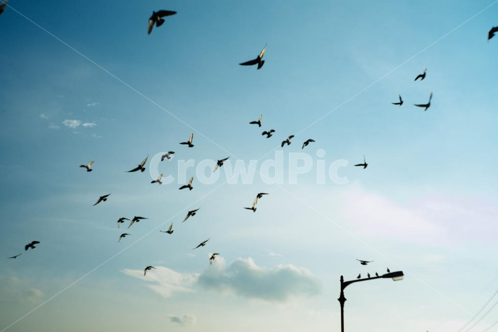 새,하늘,창공,자유,푸른하늘,비상,동물,animal,조류,새,birds