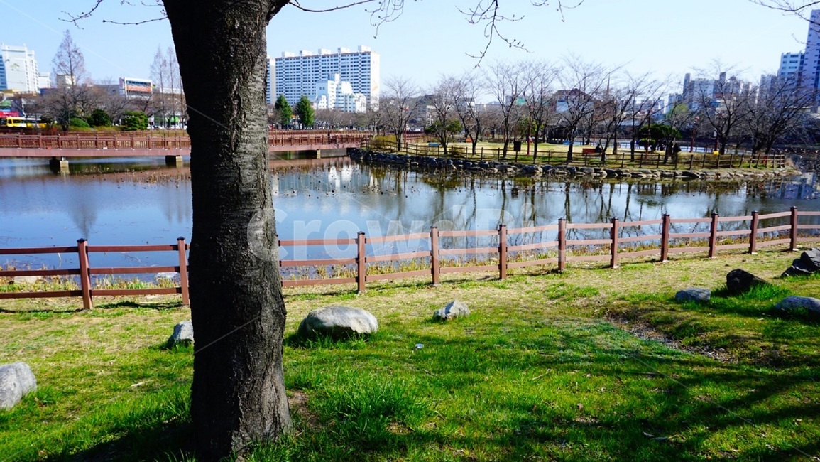 봄,공원,호수,호수공원,나무,나들이,봄나들이,도시,풍경,city,landscape,한국도시풍경,한국도시경관,korea cityscape,tree,plant,식물,grass,잔디,tree trunk,나무 줄기
