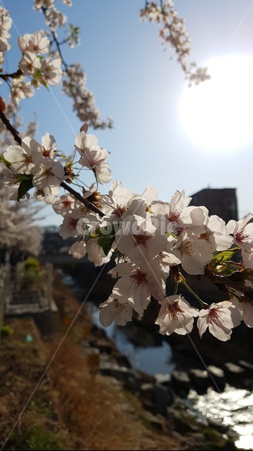 꽃,벚꽃,하늘,역광,하늘벛꽃,아웃포커싱