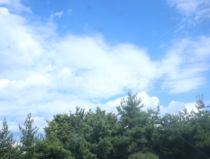 하늘,공원,나무,구름,자연,tree,plant,식물,sky,cloud,azuresky,맑은하늘,nature,푸른하늘,맑은날,outdoors