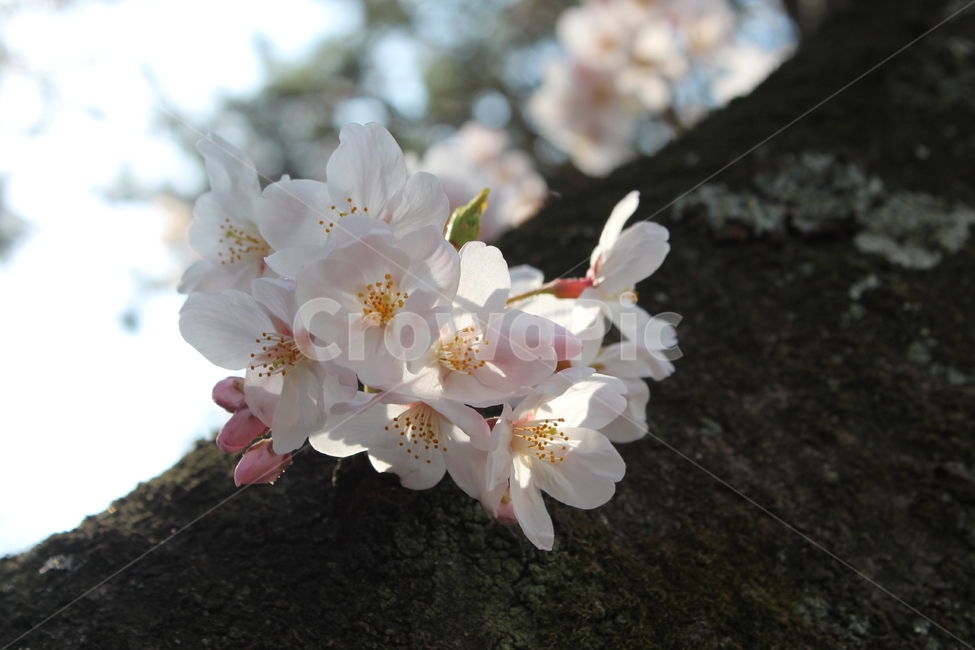 벚꽃,봄꽃,봄,사쿠라,꽃,flower,spring,sakura,식물,자연,plants,nature,꽃,flower