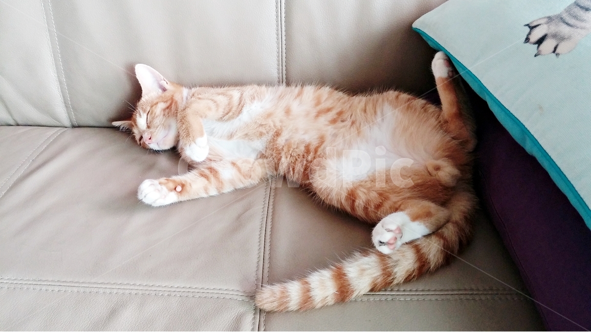 고양이,cat,낮잠,소파,쿠션,동물,동물,animal,포유류,mammal,고양이,cat,kitten,kitty