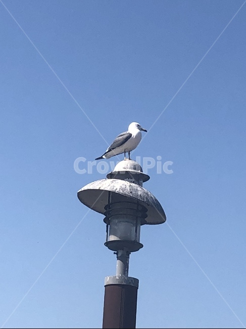 갈매기,animal,bird,새,seagull