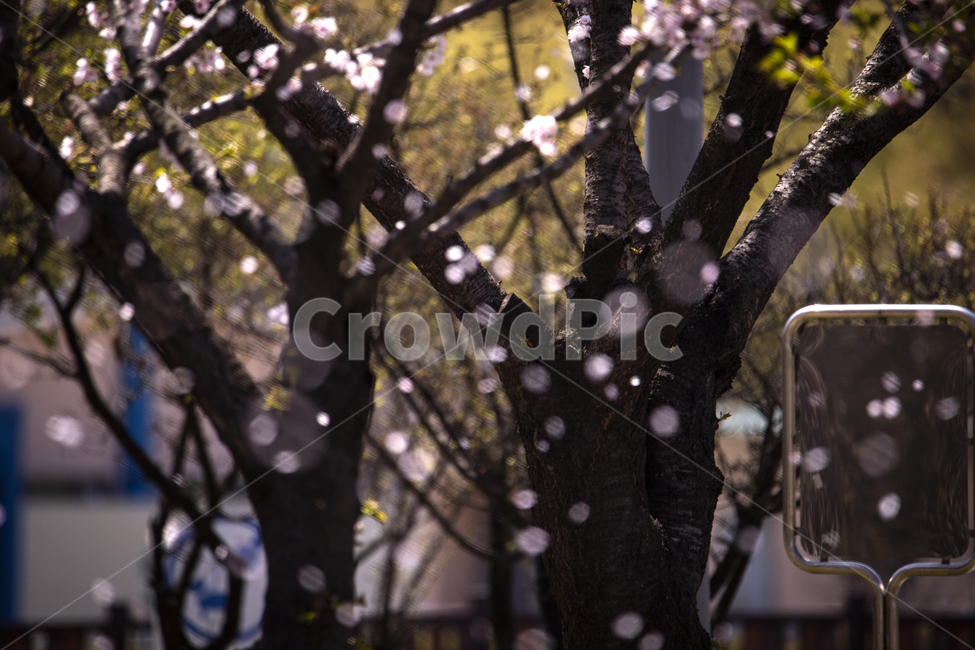 sky,Cherry Blossom,colony,nature,tree,branch,full bloom,flower,outdoor,spring,flower rain,blowing,petal,fluttering,background,colonnade,plant,season,Pollen,wide open,flower viewing