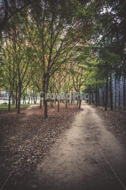 부산,공원,산책로,산책,풍경,낙엽,나무,busan,park,walk,view,landscape,tree,beautiful,자연,풍경,nature,landscape,plant,식물,ground,바닥